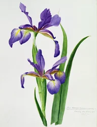 Iris monspur
